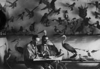 Kliknij by powiększyć